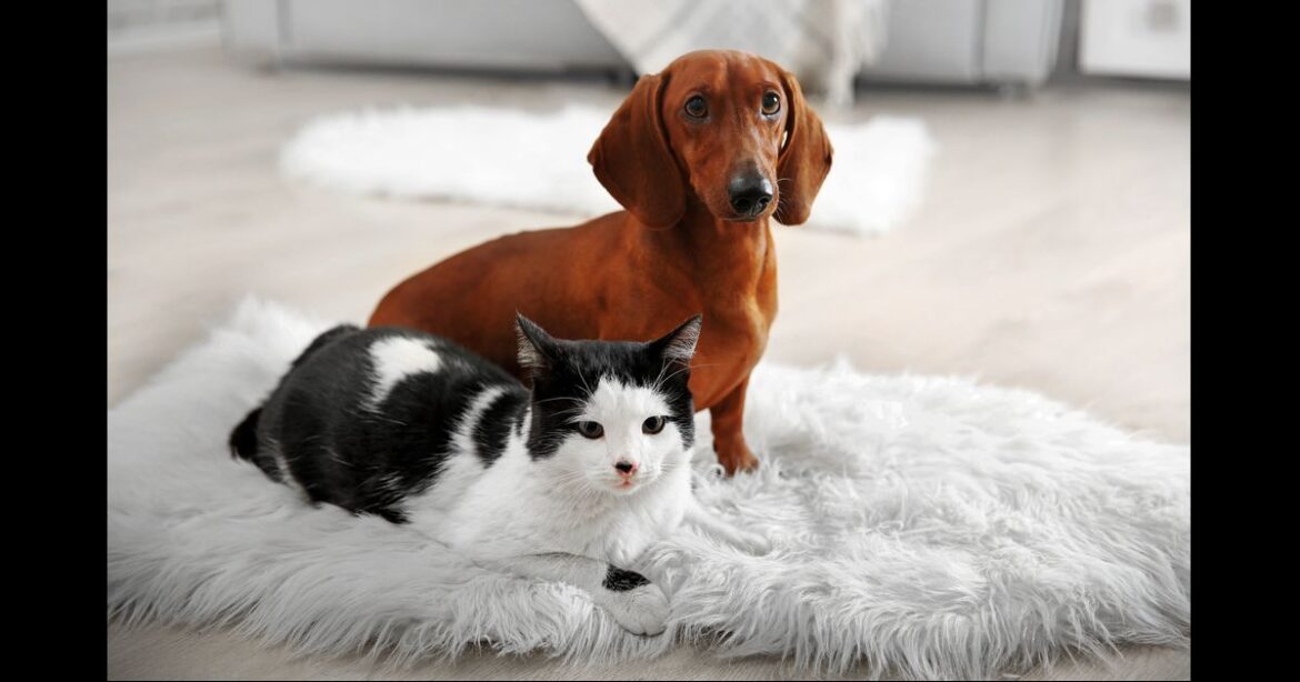 2553-cachorro-e-gato-essa-rivalidade-nao-exi-opengraph_1200-4